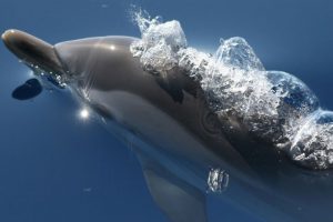 delfino cetacei