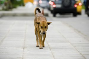 adotta un cane abbandonato