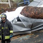 Albero su auto (Foto Sky)