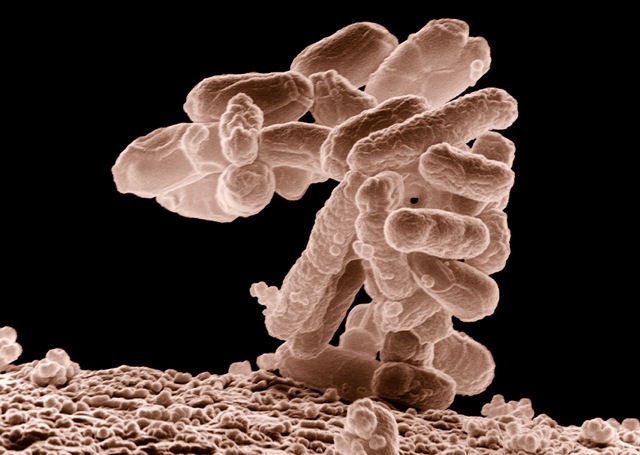 Escherichia coli benzina corea