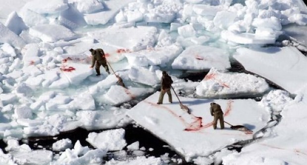 foche inuit