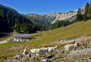 Parco delle Dolomiti d'Ampezzo