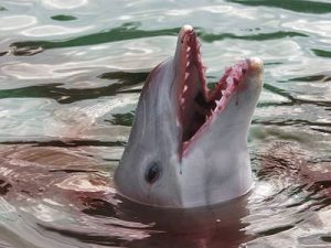 Strage delfini