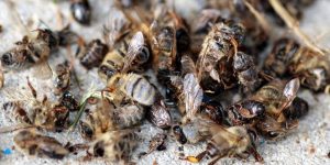 Bienen in Freiburg
