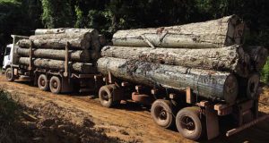 trasporto legno illegale