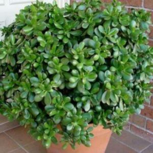 crassula_albero di giada