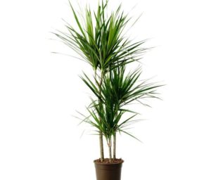 dracena