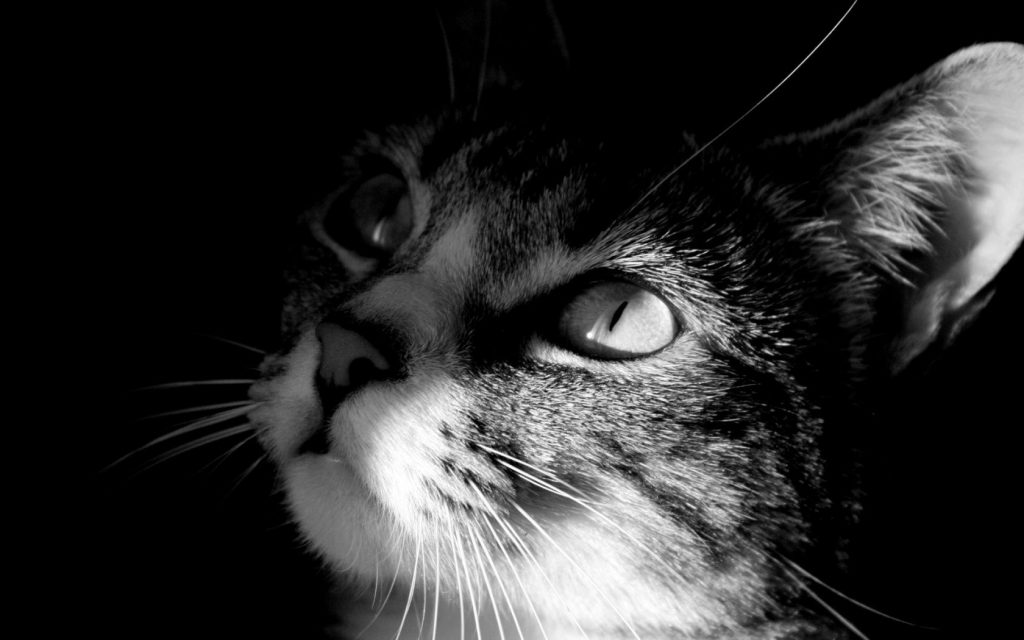 Il Gatto Più Bello Del Mondo 2021