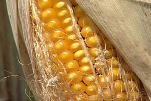 mais monsanto