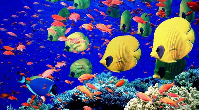 bariera corallina biodiversita