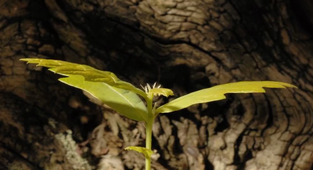 timelapse ghianda quercia