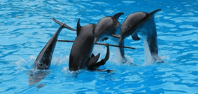 delfini nel delfinario