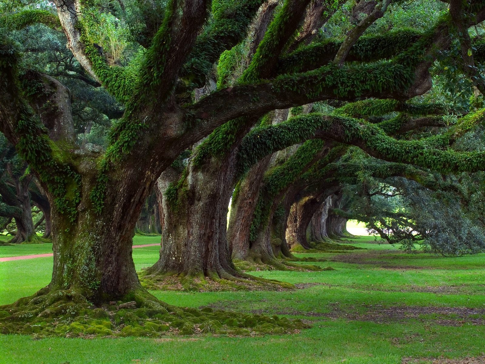 alberi spettacolari