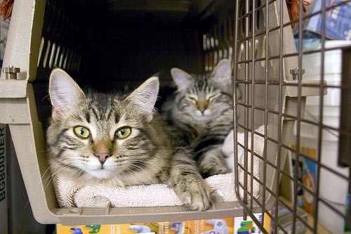 Cani e gatti in aereo: come trasportarli in cabina