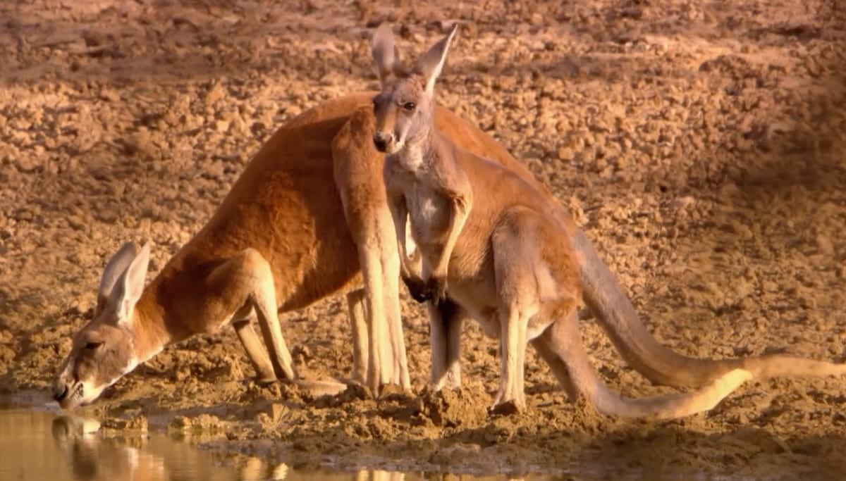Canguro estratto documentario Kangaroo: a love-hate story