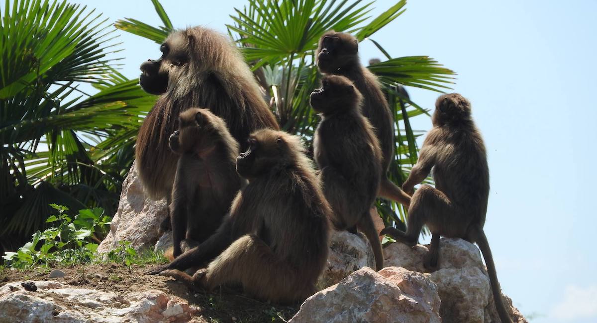 gruppo di Gelada in Etiopia