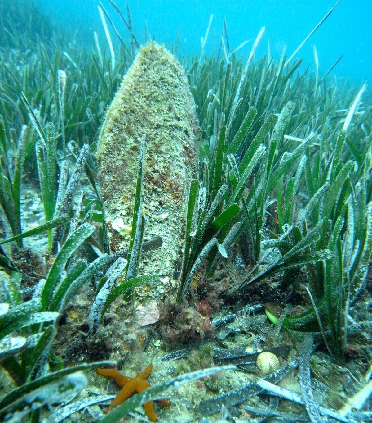 Pinna nobilis