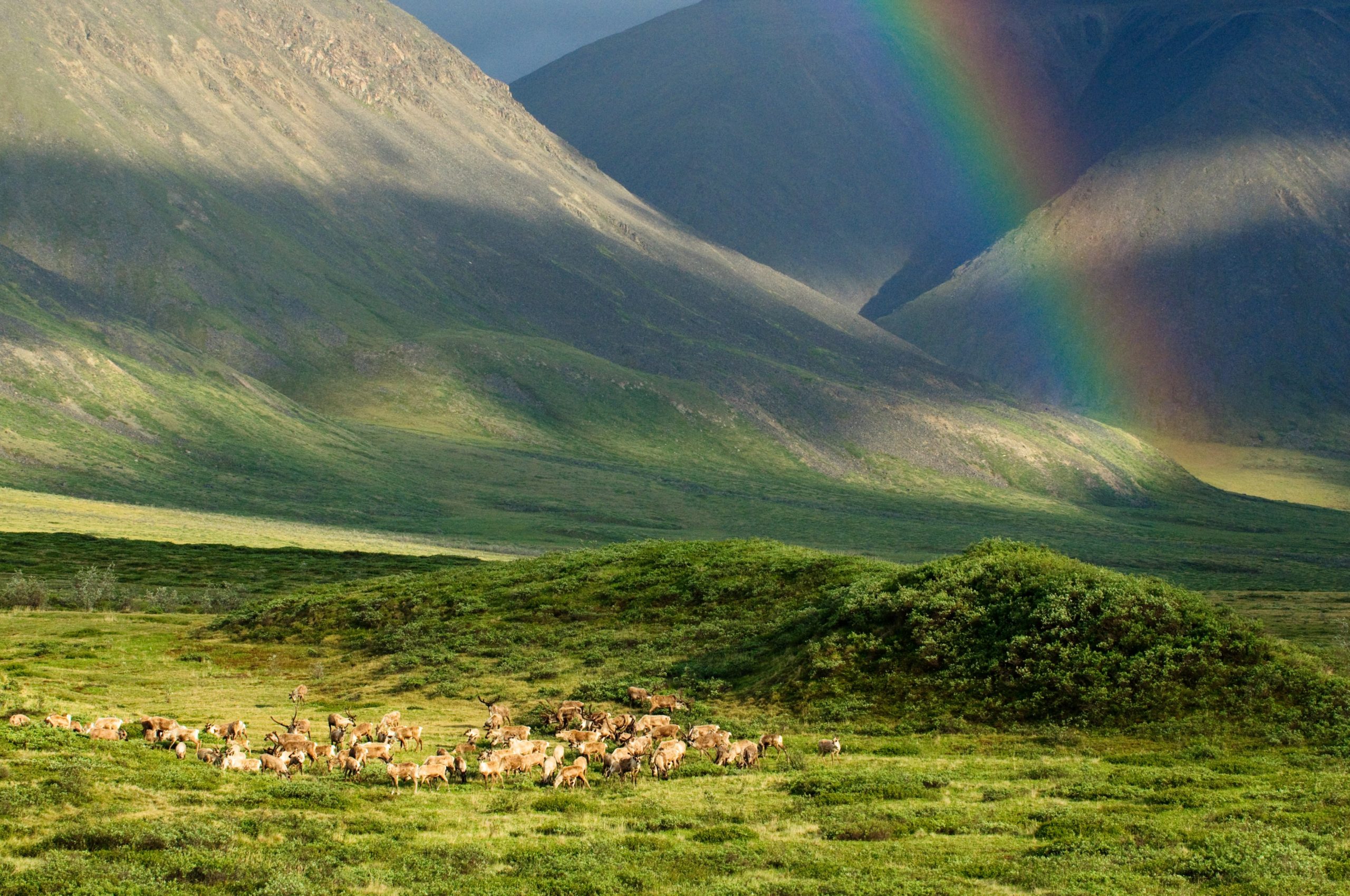 Alaska artic refuge